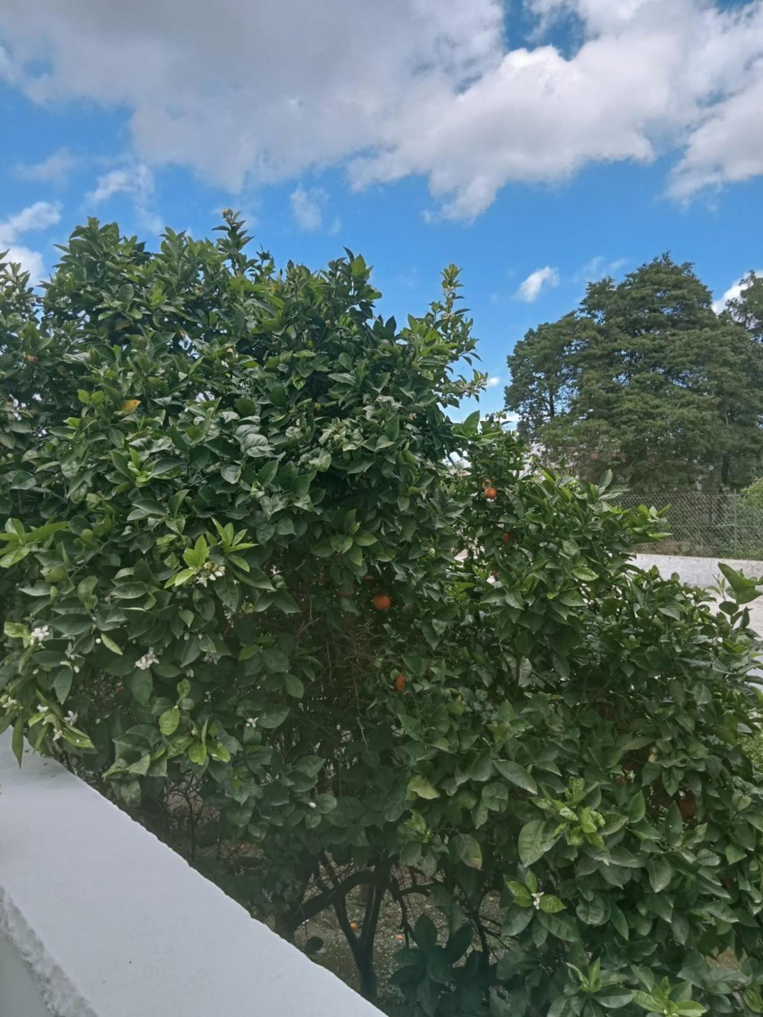 Villa Lilla Ostuni Eksteriør billede